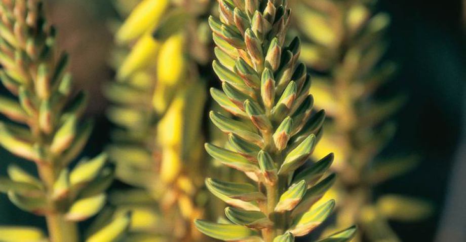 Aloe Konzept Brbel Ried - Aloe Vera